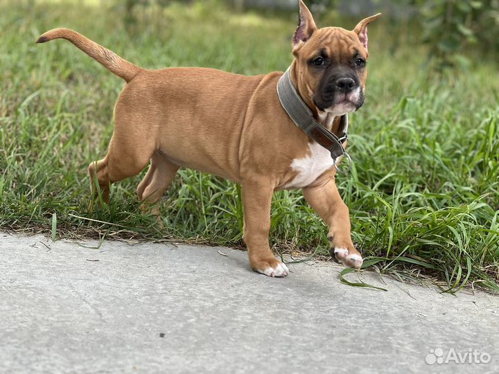 Щенки амстаффа