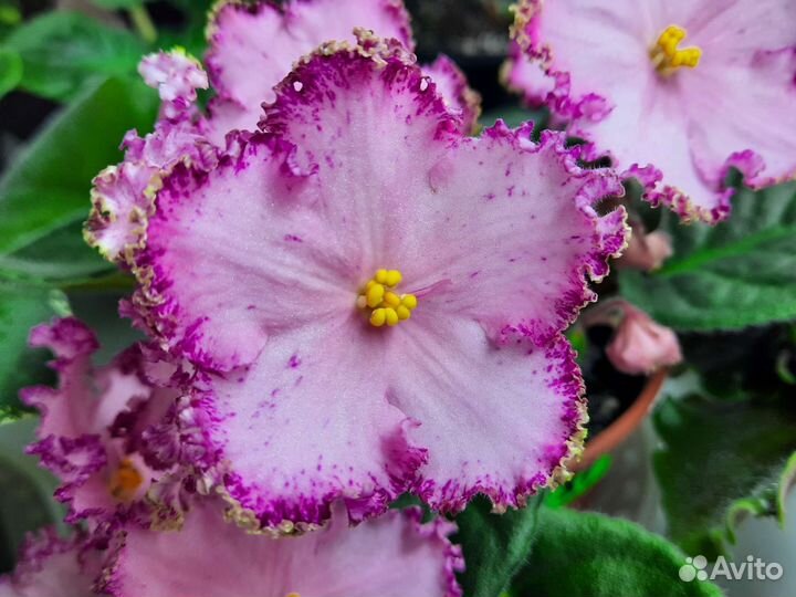 Фиалки, стартеры, детки