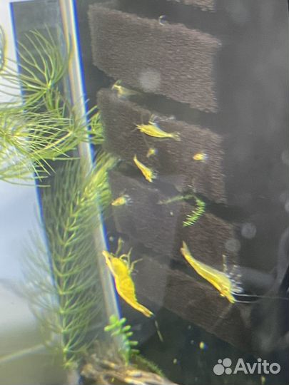 Креветки Амано, черри, неоны и другие