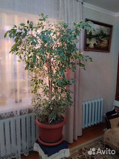 Фикус бенджамина твилайт