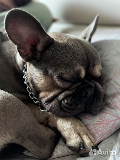 Французский бульдог вязка