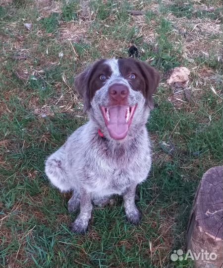 Щенок Дратхаар