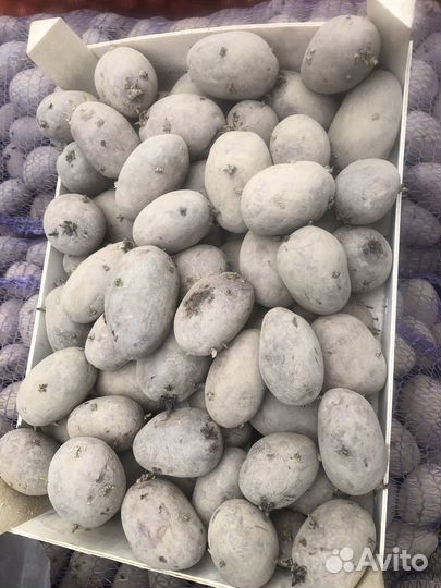 Семенной картофель