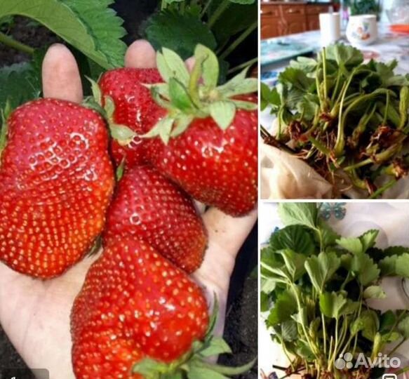 Клубника саженцы