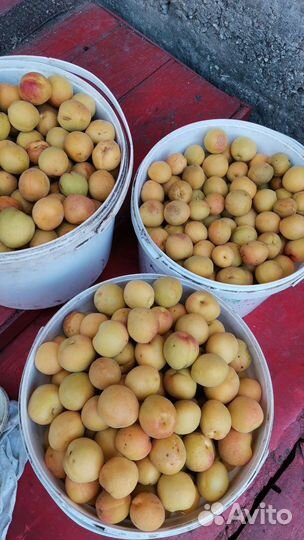 Абрикос, слива, вишня саженцы