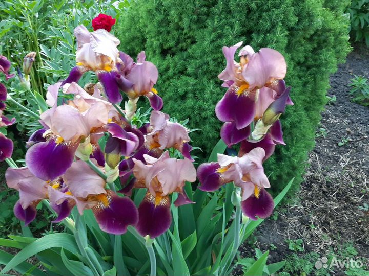 Ирисы бородатые сортовые