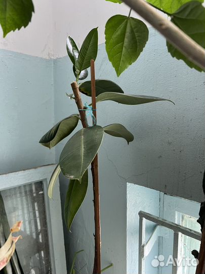 Домашние цветы