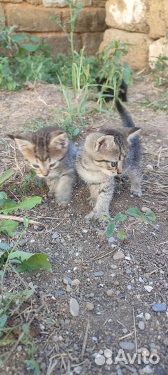 Коты в дар, в добрые руки очень игривые, кушают