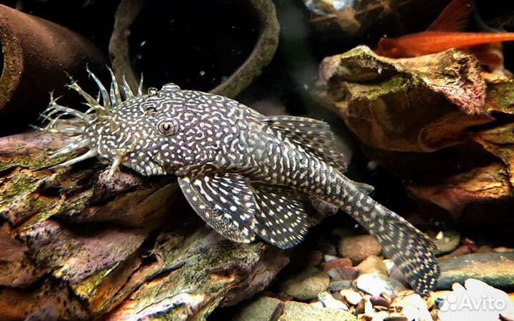 Петушок супер дельта