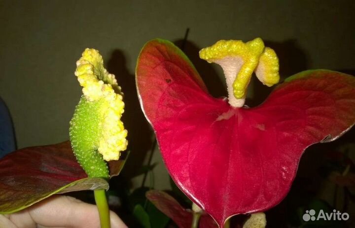 Антуриум Шелл Коралл