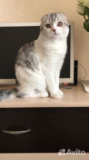 Шотландский кот вязка