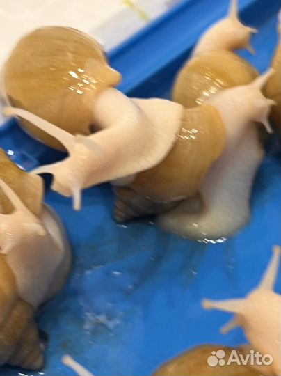 Улитки ахатины