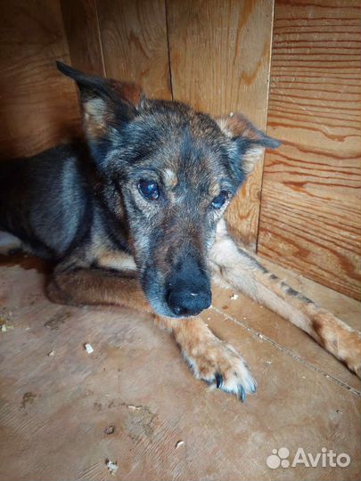 Последние желание собаки из приюта