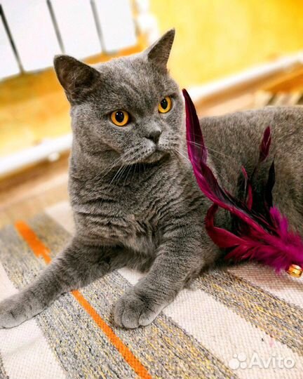 Отель для котов Котангенс