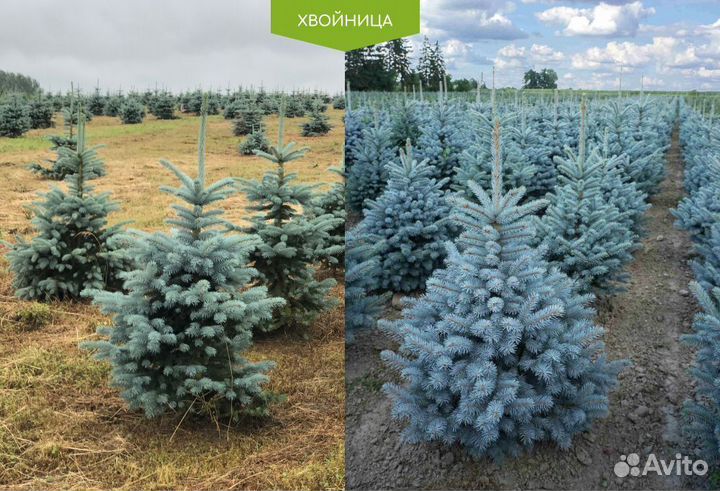 Ель голубая 1,3 м