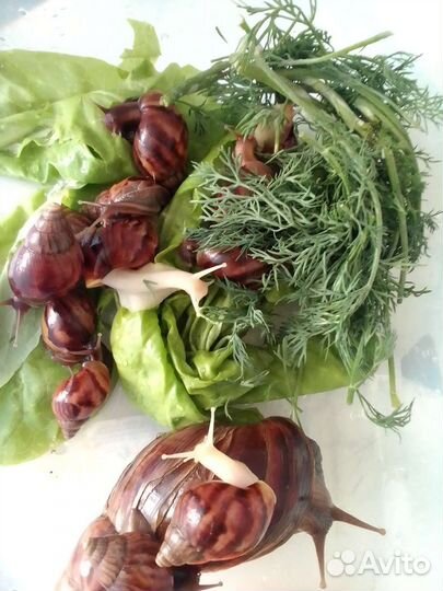 Улитки ахатины