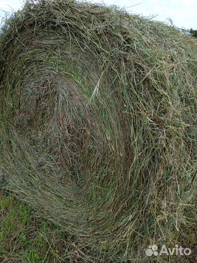 Продам сено в тюках по 350кг оптом