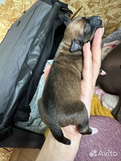 Щенки ксолоитцкуинтли