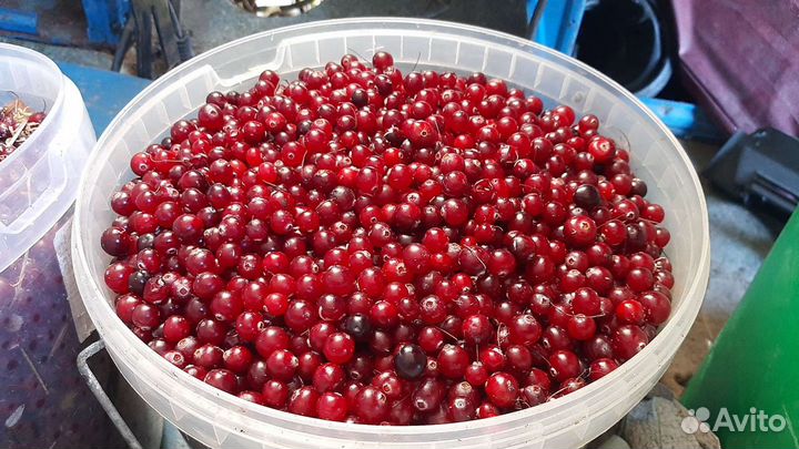 Клюква свежая