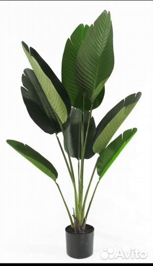 Стрелиция искусственная