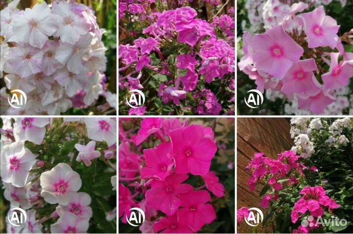 Флоксы сортовые