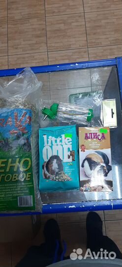 Морская свинка