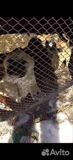 Щенки в добрые руки