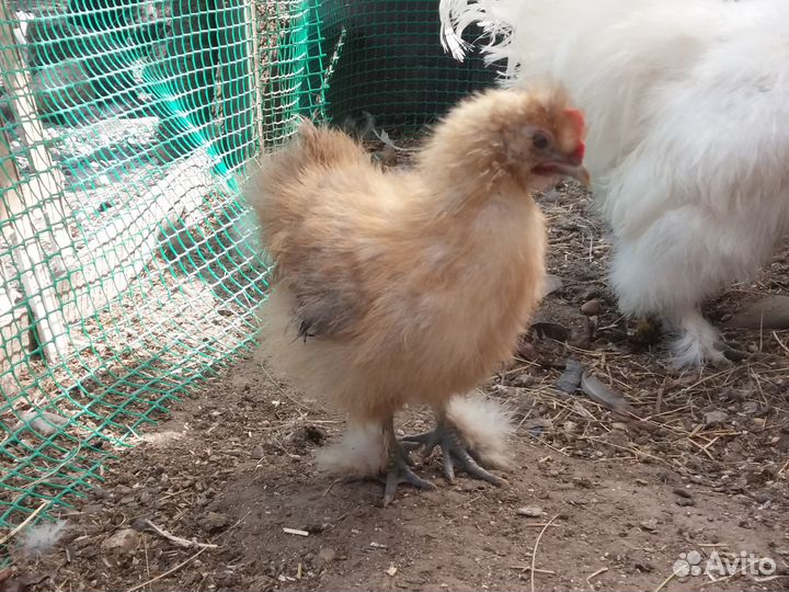 Цыплята китайской шелковой