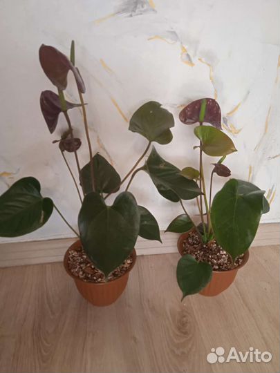 Антуриум Блэк лав