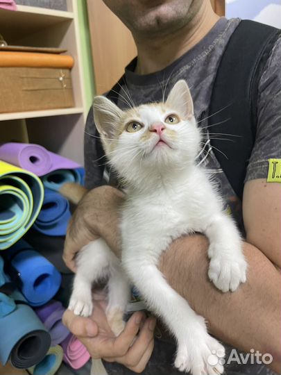 Котенок мальчик бесплатно