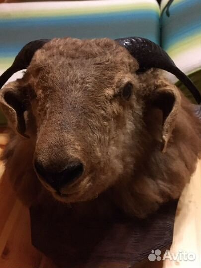 Голова барана