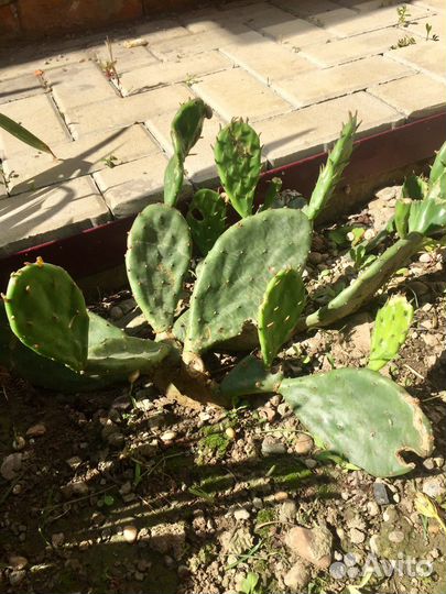 Кактус опунция