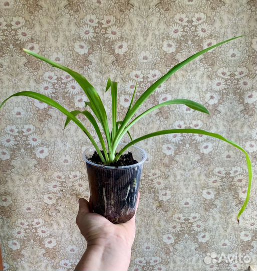 Хлорофитум