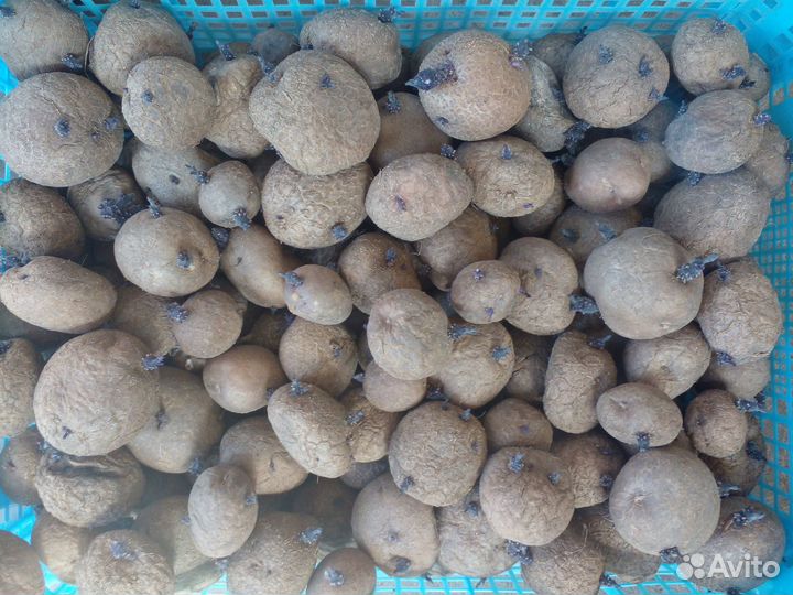 Пророщенный картофель 