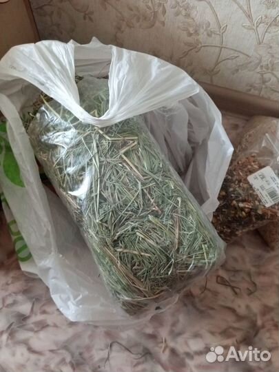 Декоративные кролики