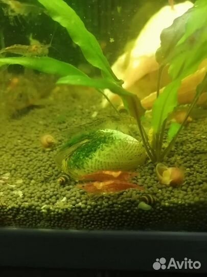 Улитки аквариумные ампулярии, креветки, сомы