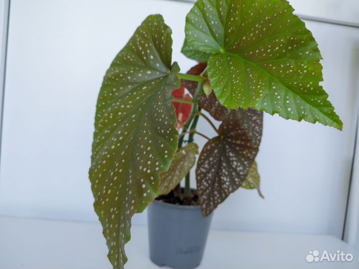 Бегония коралловая