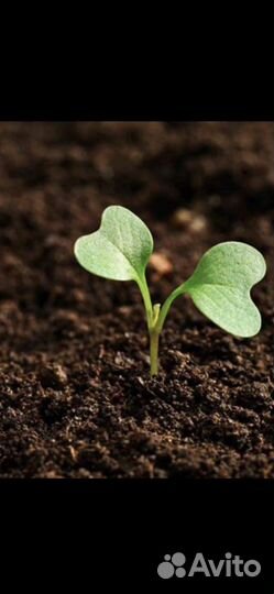 Плодородная земля, грунт