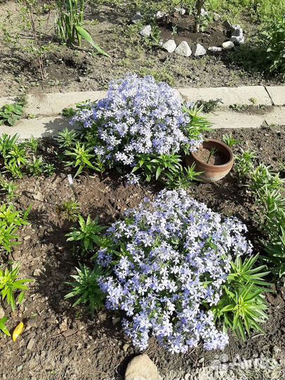 Флокс многолетний диварикада