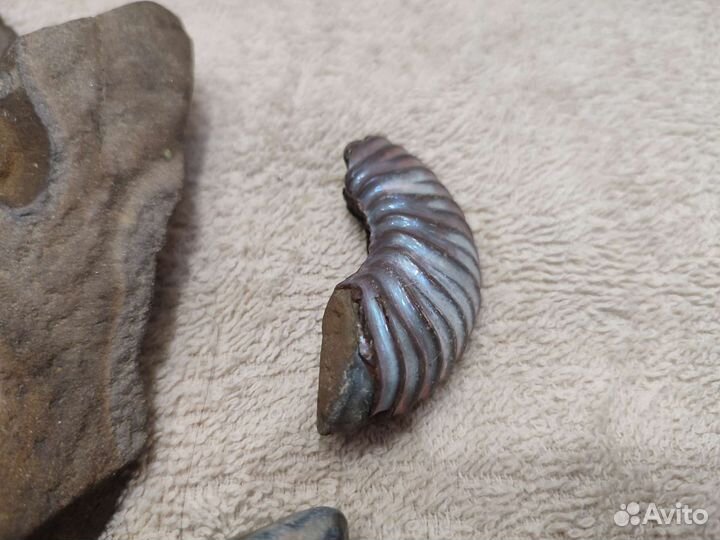 Окаменелости аммониты