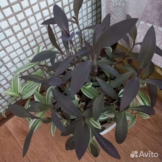 Комнатные цветы