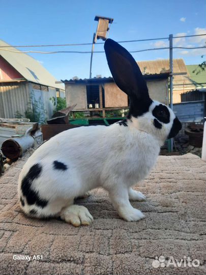 Кролик Строкач