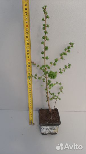 Лиственница/Полярная роза