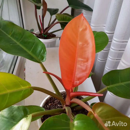 Филодендрон Принц Оранж