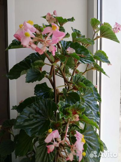 Бегония вечноцветущая, герань королевская