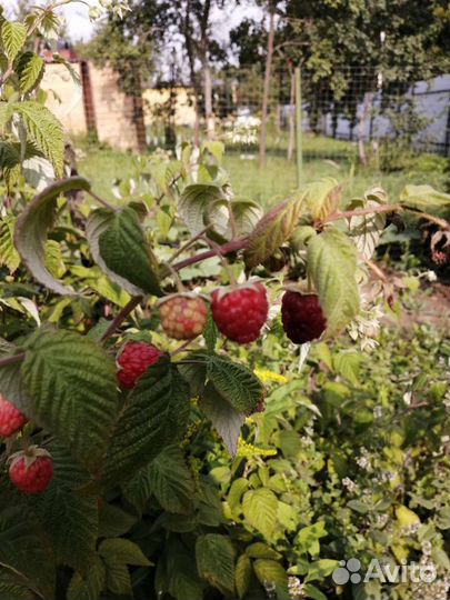 Ремонтантная малина (осенняя)