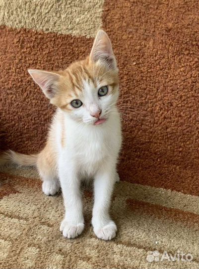 Котенок в добрые руки