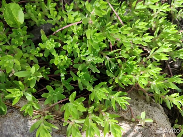 Многолетники для сада