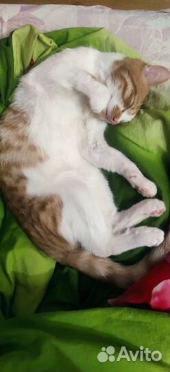 Кот-подросток, крысылов