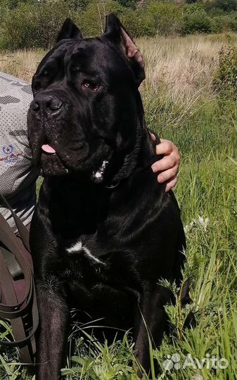 Кане Корсо вязка